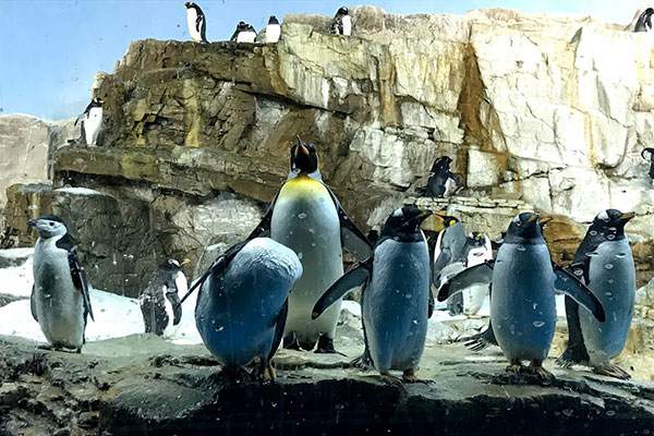Penguins 600